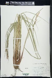 Carex stricta var. strictior image