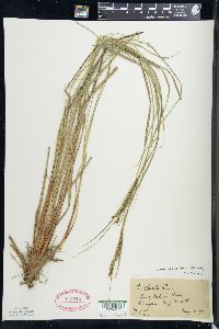 Carex stricta var. strictior image