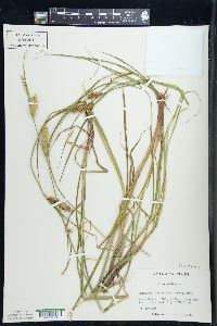 Carex vesicaria image