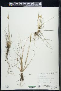 Carex viridula image