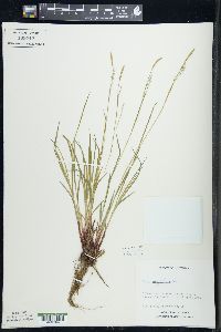 Carex woodii image