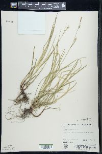 Carex woodii image