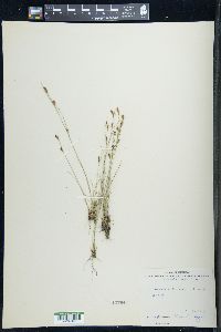 Rhynchospora capillacea image