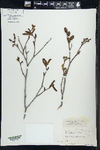 Alnus crispa image