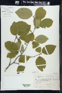 Alnus crispa image