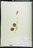 Pyrola minor image