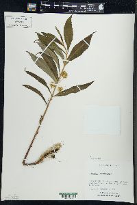 Lysimachia thyrsiflora image