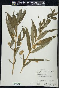 Lysimachia thyrsiflora image