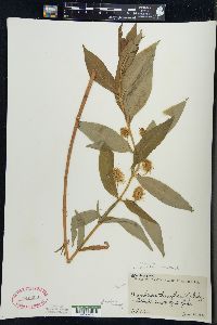 Lysimachia thyrsiflora image