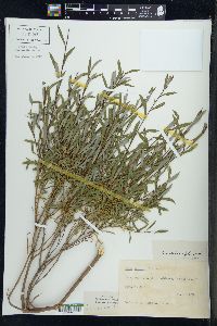 Salix petiolaris image