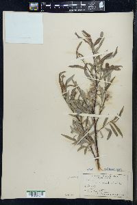 Salix petiolaris image