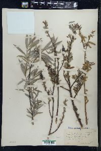 Salix petiolaris image