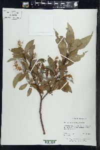 Salix serissima image