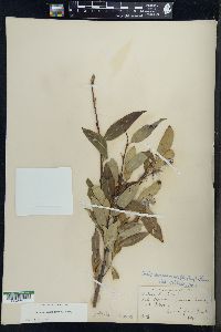 Salix serissima image