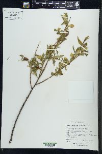 Salix serissima image