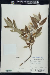 Salix serissima image