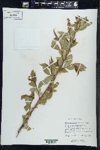 Salix serissima image