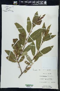 Salix serissima image