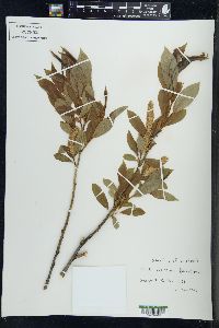 Salix serissima image