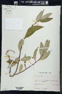 Salix serissima image