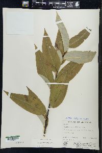 Salix serissima image