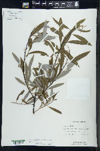 Salix petiolaris image