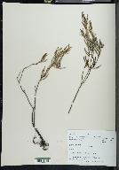 Andromeda polifolia image