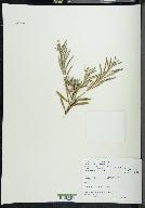 Andromeda polifolia image