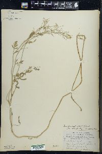 Rorippa sylvestris image