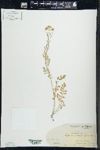 Rorippa sylvestris image