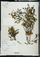 Empetrum nigrum image
