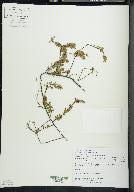 Vaccinium macrocarpon image