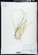 Carex brunnescens image