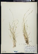 Carex brunnescens image