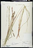 Carex buxbaumii image