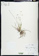 Carex capillaris image