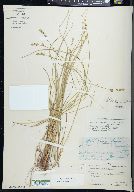 Carex cephalantha image