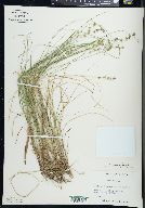 Carex cephalantha image