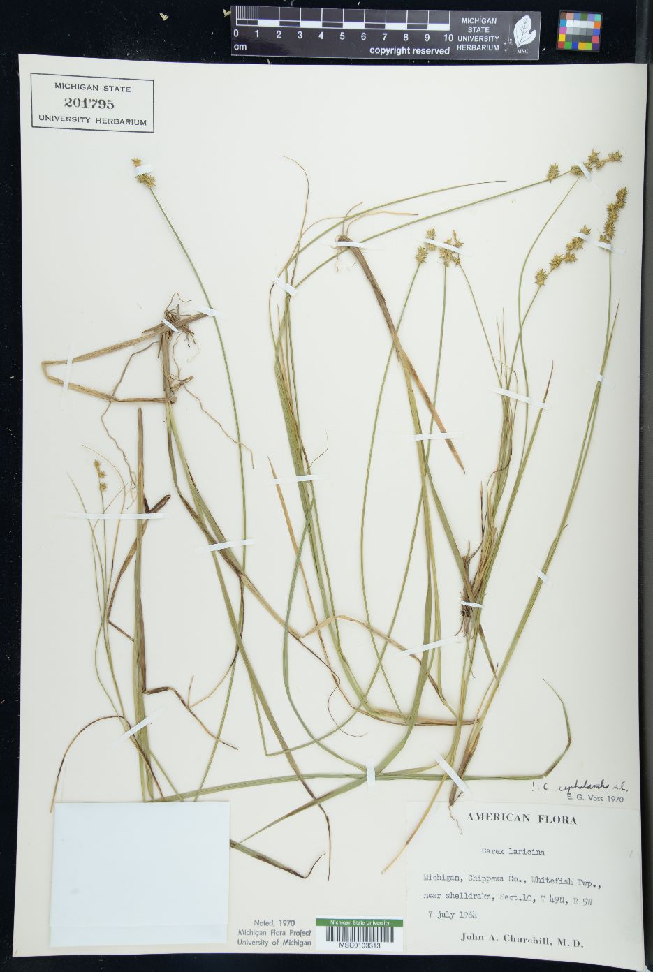 Carex cephalantha image