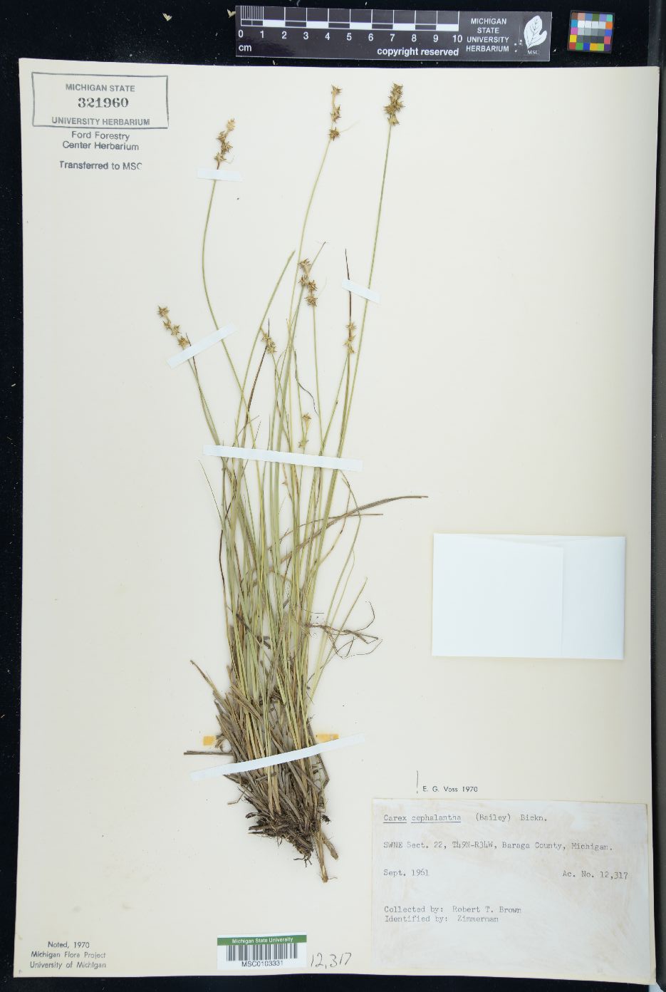 Carex cephalantha image