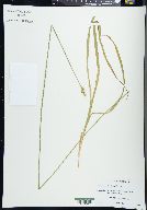 Carex cephaloidea image