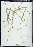 Carex cephaloidea image