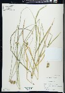 Carex cristatella image