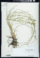 Carex cristatella image