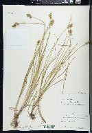 Carex cumulata image