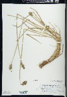 Carex cumulata image