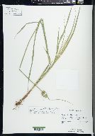 Carex cumulata image