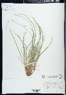 Carex communis image