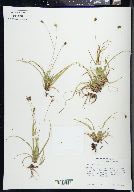 Carex concinna image