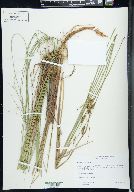 Carex lasiocarpa image